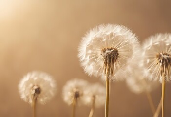 Shadow natural background of dandelion flowers on beige paper stock photo Backgrounds Beige Shadow Flower