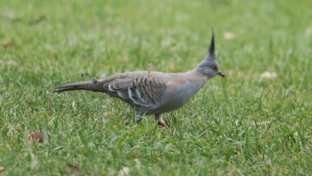 Wild Crested Pigeon Searching for Food
