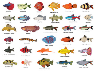 Obraz premium Vector illustration icon set of different fishes with the names icon Isolated on White Background