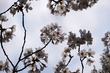 日光に透き通る桜の花びらのクローズアップ