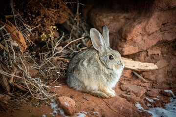 Cottontail wild rabbit in desert