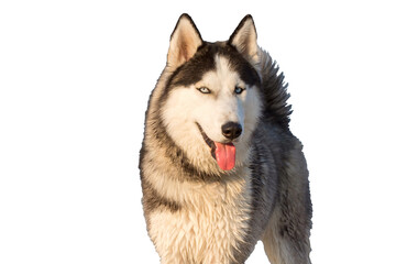 Husky dog smiles. Portrait of a dog, isolated on white background.