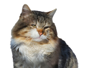 Portrait of stray cat, isolated on white background.