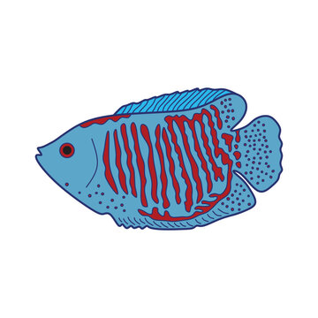 Cartoon Vector illustration dwarf gourami fish icon Isolated on White Background