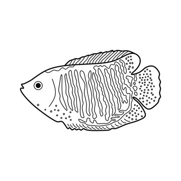 Hand drawn Cartoon Vector illustration dwarf gourami fish icon Isolated on White Background