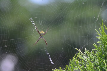 photo of a spider making a nest in a tree