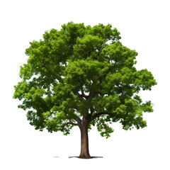 Beautiful big tree on transparent background PNG for decorating your landscape and nature projects.