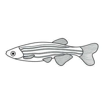 Hand drawn Cartoon Vector illustration zebra fish icon Isolated on White Background
