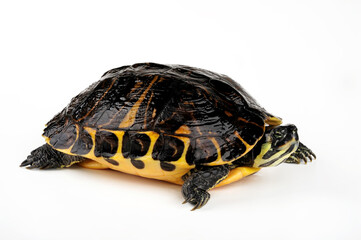 Gelbwangen-Schmuckschildkröte - Weibchen // Yellow-bellied slider - female (Trachemys scripta scripta)  © bennytrapp