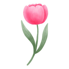 Cartoon tulip drawings, tulip clipart for other art designs.