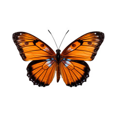 Obraz premium Graceful Butterfly in Isolated on Transparent Background