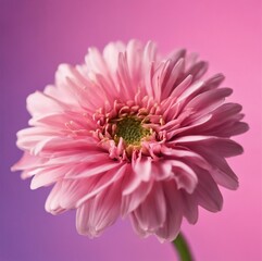 Pink Garden Cosmos Flower on Colored Background