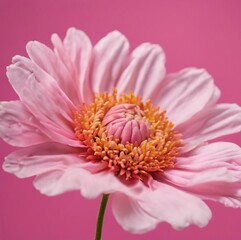 Pink Garden Cosmos Flower on Colored Background