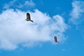 An outdoor kite flying festival. Kites are launched into the blue sky