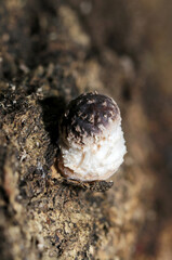 傘を形成しはじめる幼いシイタケの芽（原基・自然光＋ストロボ、マクロ接写撮影）
