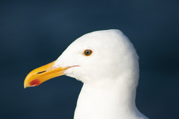 Seagull head close-up, orange beak detail.