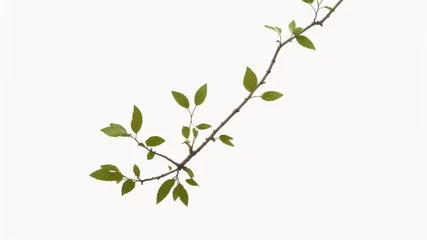 Fotobehang Pequeña rama de árbol con hojas verdes. Planta vectorial detallada, aislada sobre fondo blanco. © Marios