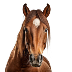 Horse face shot on white or transparent background