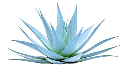 Blue agave, aloe vera plant on white or transparent background - Powered by Adobe