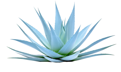 Blue agave, aloe vera plant on white or transparent background