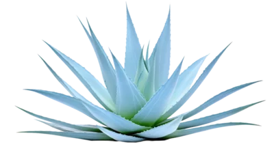 Zelfklevend Fotobehang Blue agave, aloe vera plant on white or transparent background © Tabassum