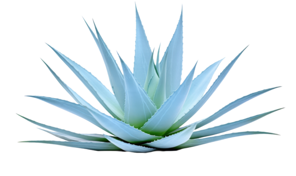 Blue agave, aloe vera plant on white or transparent background