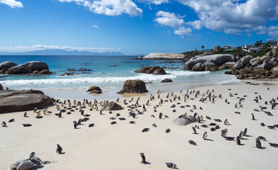 Fototapeta na wymiar penguing on Boulders Beach, with scattered clouds in the sky, South Africa