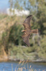 The female marsh harrier in flight over the marsh