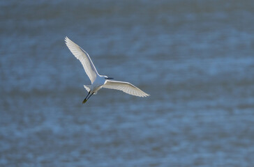 Fototapeta na wymiar Little egret flying over the marsh 