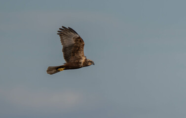 The female marsh harrier in flight over the marsh