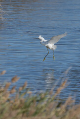 Little egret flying over the marsh	