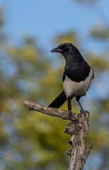 The eurasian magpie in the tree	