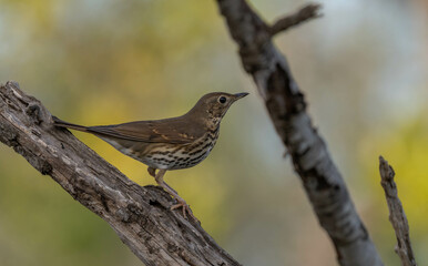 song thrush on the branch	