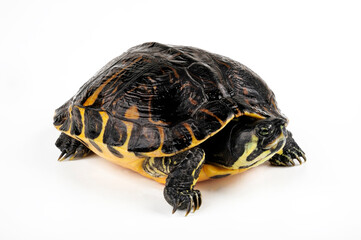 Gelbwangen-Schmuckschildkröte - Weibchen // Yellow-bellied slider - female (Trachemys scripta scripta) 