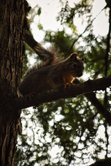 Squirrel perched on limb, silhouette effect.