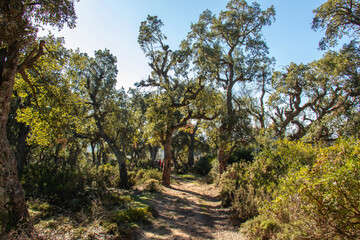 Fototapeta na wymiar Landscape view of a path surrounded by old oak trees. Beni Metir, Jendouba, Tunisia