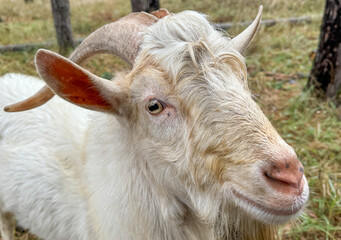 Portrait of a white goat in the forest
