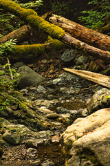 Fototapeta na wymiar Moss-covered logs over a rocky stream.