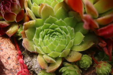 rojnik Rosie Sempervivum kwiat 