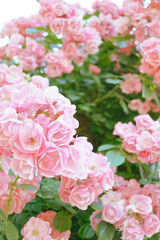 「よろこび」という名の薔薇