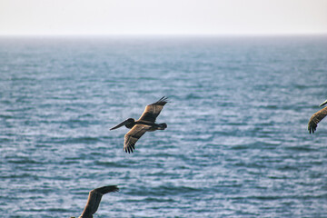 Fototapeta na wymiar Pelicans soaring over a vast ocean.