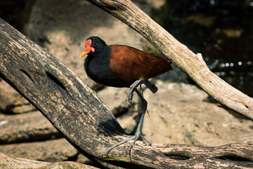 Waterbird with red beak on driftwood.
