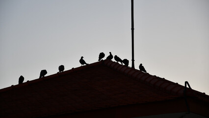 Birds gather on a rooftop in a shadow silhouette view with sky in the background outdoors
