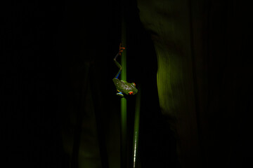 rana occhi rossi su ramo