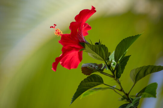 Fototapeta Red Hibiscus flower with green background