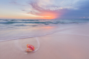 Pink conch seashell on pink sandy beach at sunrise in the Bahamas