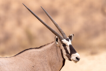 South African oryx (Oryx gazella) (Gemsbok) near Twee Rivieren in the Kgalagadi Transfrontier Park...