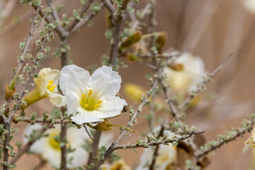 Flowering Threethorns (Rhigozum trichotomum) (Driedoring) near Twee Rivieren in the Kgalagadi Transfrontier Park in the Kalahari