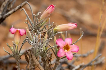Fototapeten Flowering Desert Rose (Bitterkambro) (Oheip) (Adenium oleifolium) near Twee Rivieren in the Kgalagadi Transfrontier Park in the Kalahari © Boshoff
