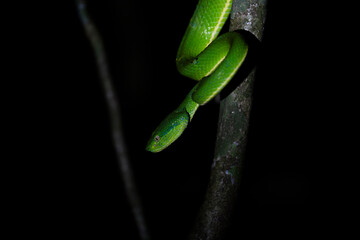 serpente verde in caccia vipera
